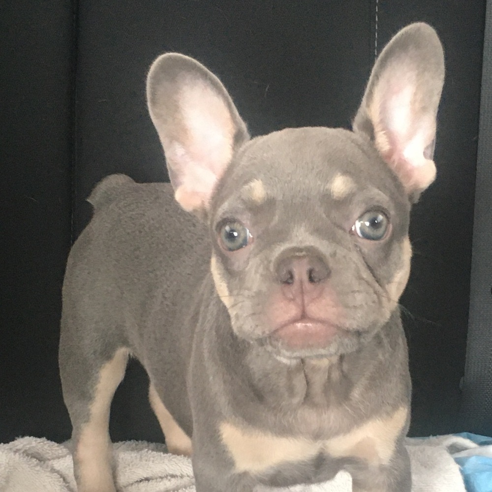 Meet your Posher, Yamilet